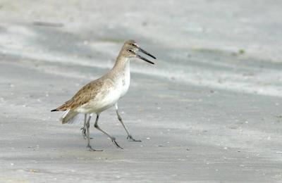 Padre Island National Park, dueling willets