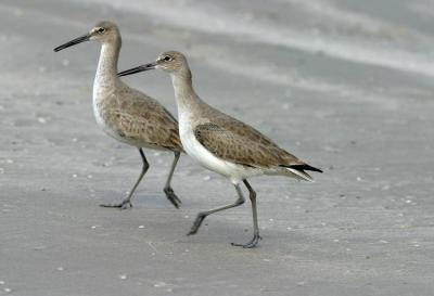 Padre Island National Park, dueling willets