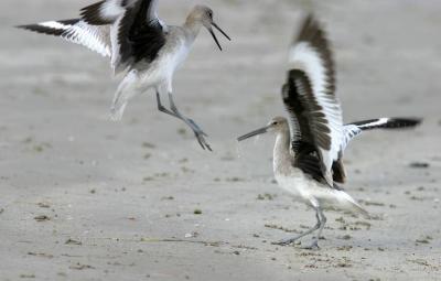 Padre Island National Park, dueling willets