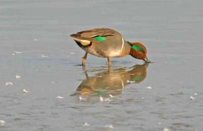 Green-winged teal, near Corpus Christi