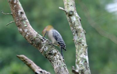 Golden-fronted woodpecker, Los Fresnos, TX