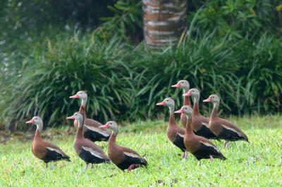 Black-bellied whistling ducks, Los Fresnos, TX