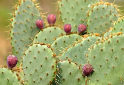 Prickly pear cactus