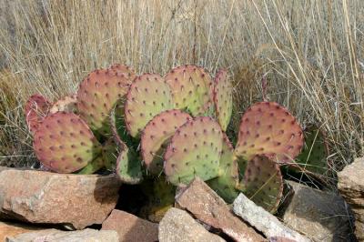 Prickly Pair cactus along window trail in Big bend NP