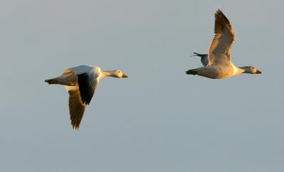 Snow geese