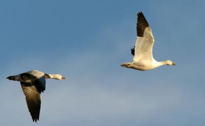 Snow geese