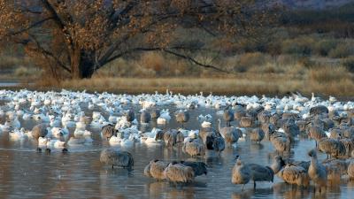 Sandhill Crane and Snow Geese