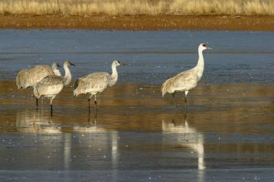 Sandhill Crane