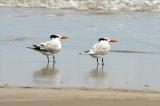 Padre Island National Park, Royal Tern (?)