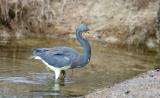 Tricolor heron -- much ado about nothing