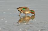 Green-winged teal, near Corpus Christi