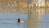 Bosque del Apache