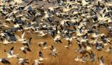 Snow geese