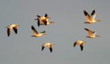 Snow geese