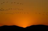 Bosque del Apache