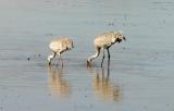 Sandhill Crane