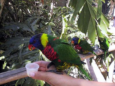 Lorykeets at the San Diego Zoo
