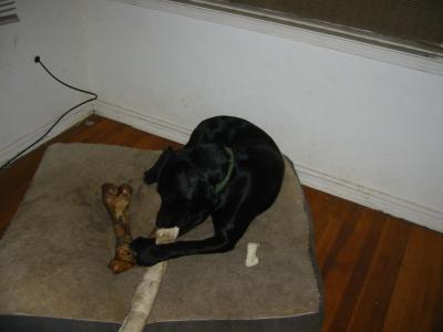 A Very young riggs