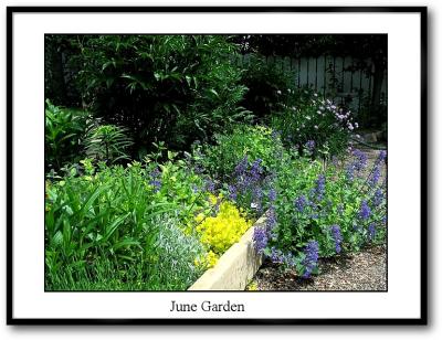 u40/terranceb/medium/25956443.June_Garden.jpg