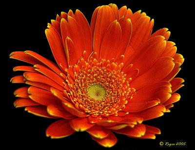 u40/tesseract86/medium/40134799.bouquet3copypb.jpg