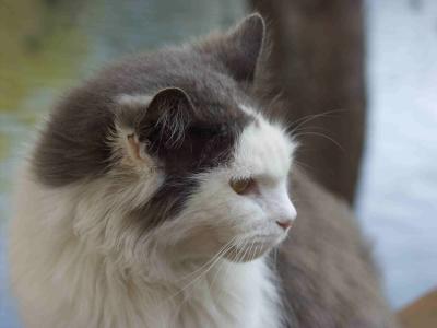 Jasper