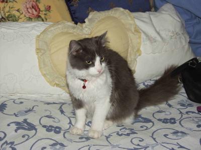 Jasper Jr.