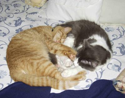 Buddies