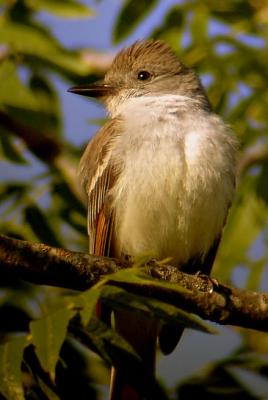 Ash-throated Flycatcher, male