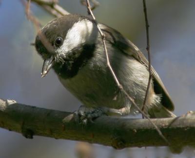 Chestnut-backed Chickadee