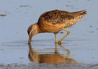 Long-billed Dowitcher, fall breeding plumage