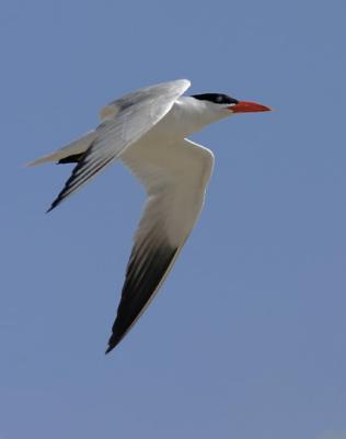 Caspian Tern, breeding plumage, flying