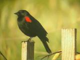Red-winged Blackbird, male bicolored