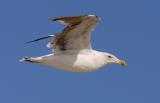 California Gull