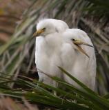 Snowy Egrets, nestlings