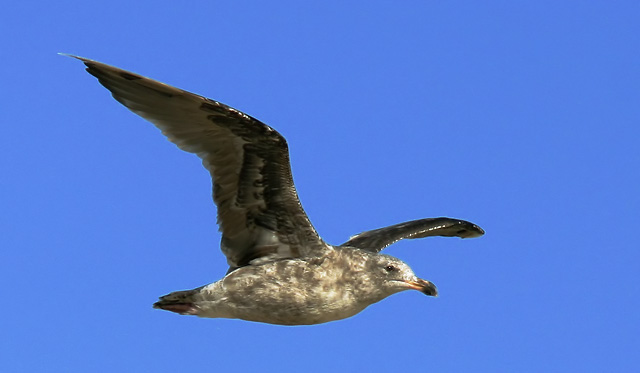 Western Gull, first summer