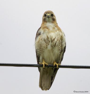 Red Tail Portrait