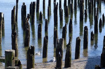 Rotted Pilings