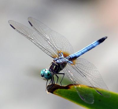 u40/thephotoman/medium/32613584.137_3723copy.jpg