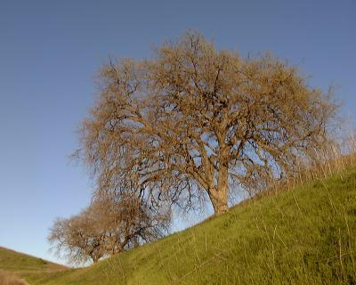 Cheeseboro Oaks