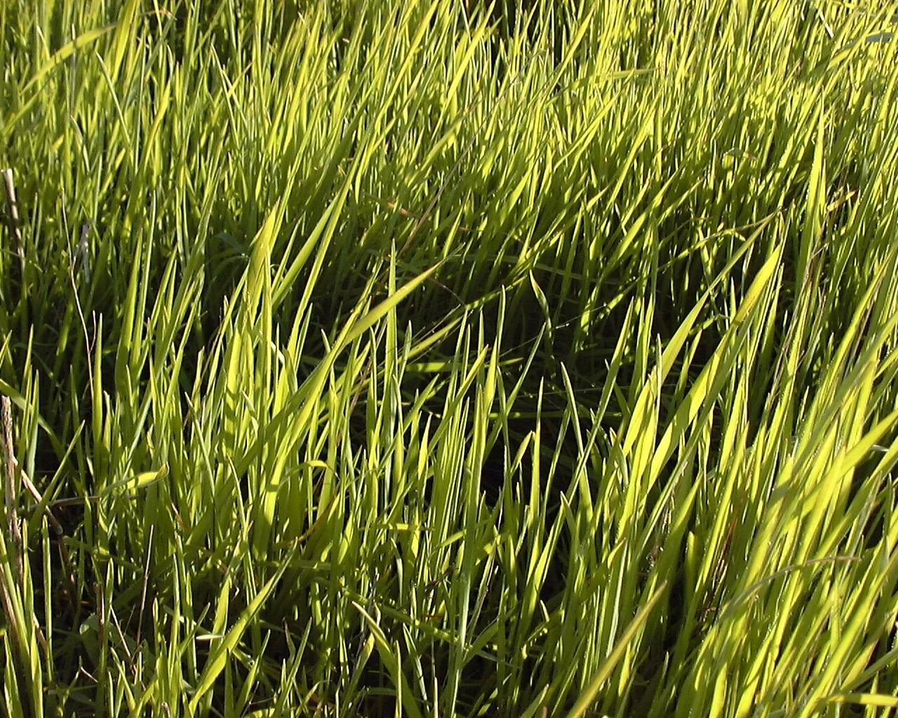 Leaves of Grass