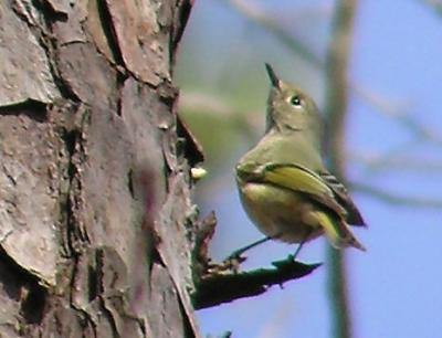 ruby_crowned_kinglet