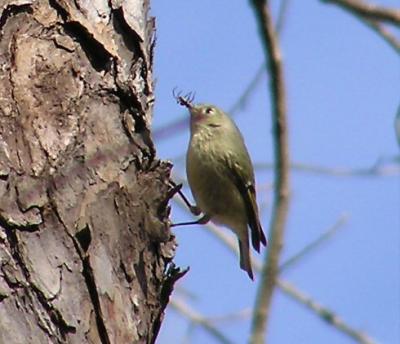 Ruby-Crowned Kinglet2 020304.jpg