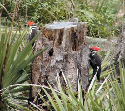 02-17-04 Pileated Couple.jpg