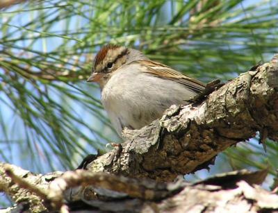 02-18-04 chipping sparrow1.jpg