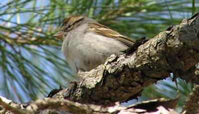 02-18-04 chipping sparrow2.jpg