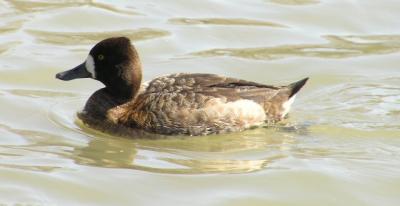 02-21-04 female lesser scaup.jpg