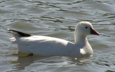 02-21-04 is this a ross' goose.jpg