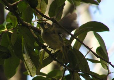 02-21-04 kinglet wings.jpg