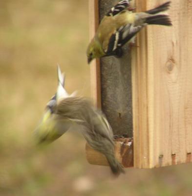 Goldfinch and Siskin battle it out