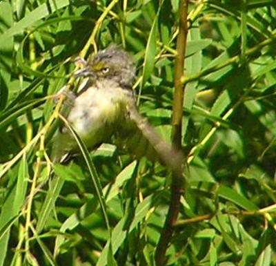 08-13-04 vireo1.jpg